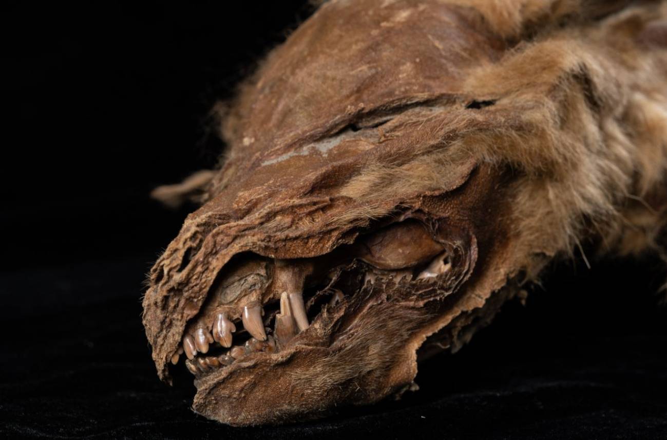 Cabeza del cachorrro