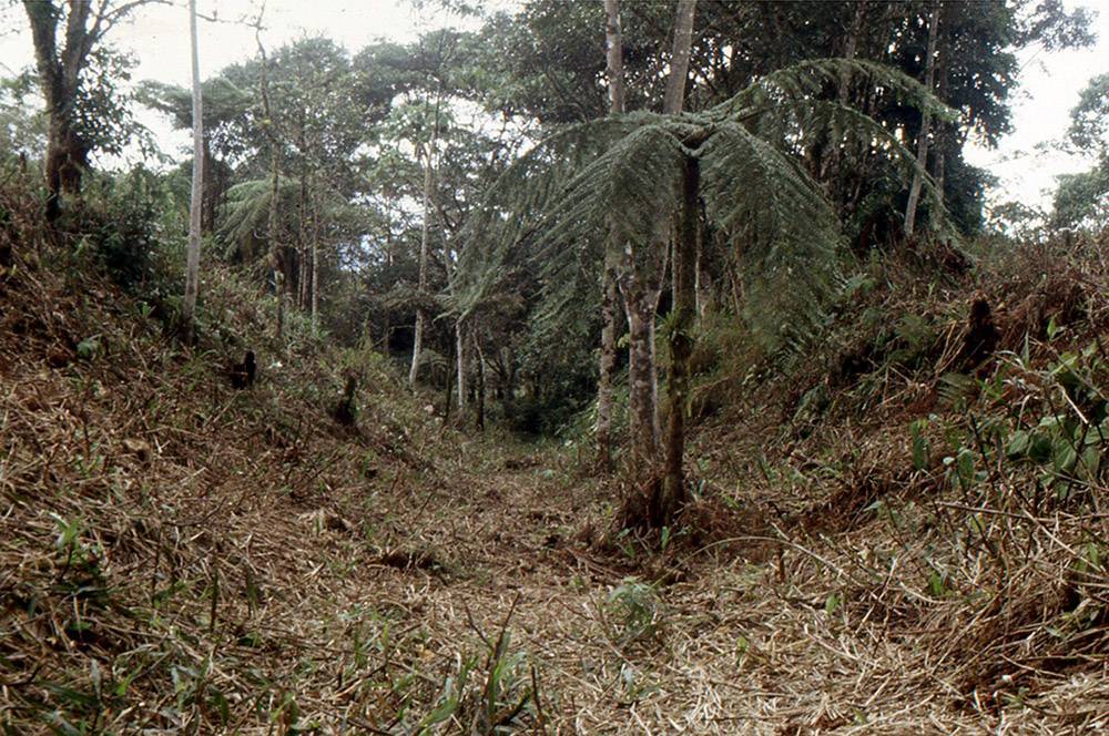 Caminos excavados anchos y profundos en el yacimiento de Sangay, Valle de Upano. / S. Rostain