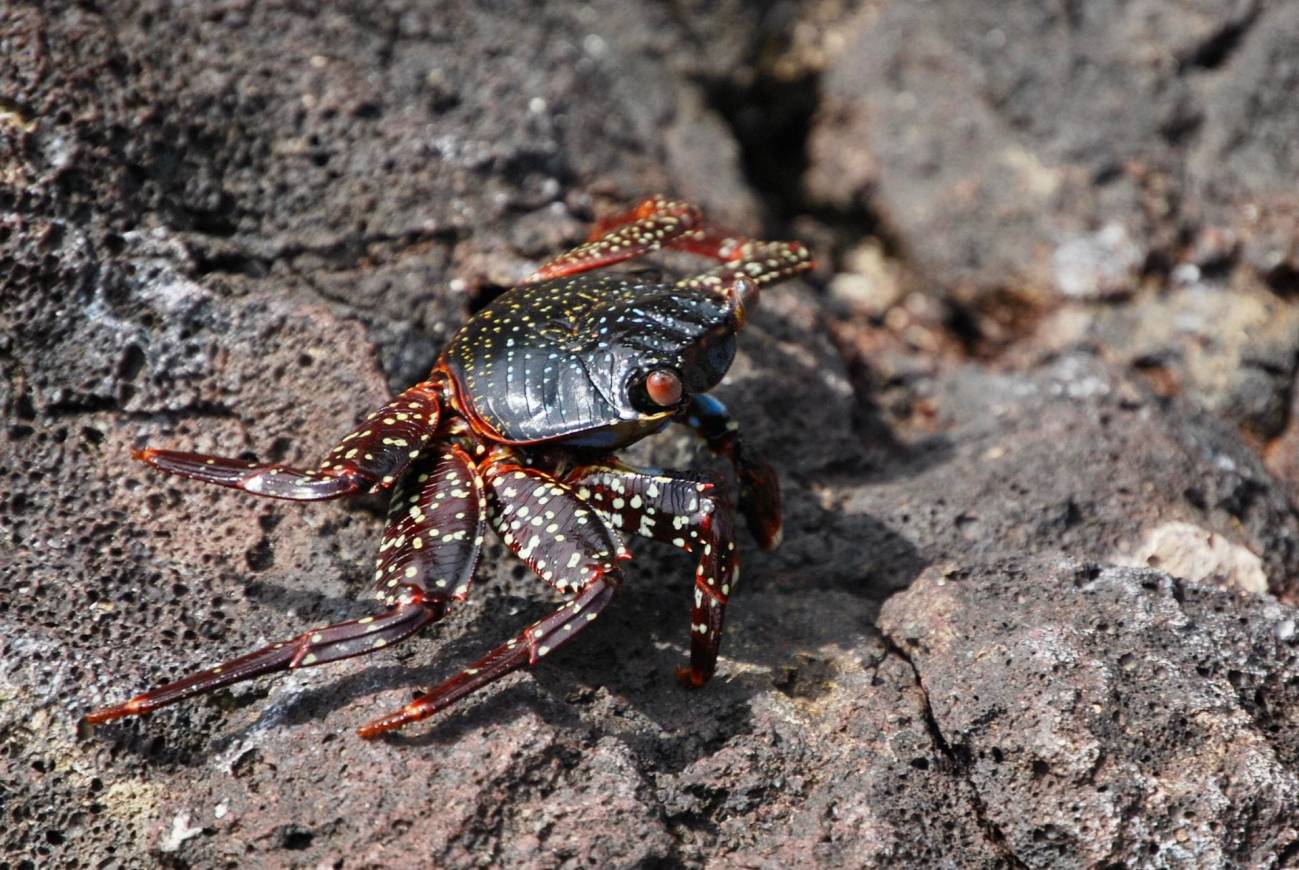 Zayapa, también conocido como cangrejo rojo de roca (grapsus grapsus), el 2 de julio de 2023, en la bahía Tijeretas de la isla San Cristóbal, la más oriental de las Islas Galápagos (Ecuador). EFE/Fernando Gimeno