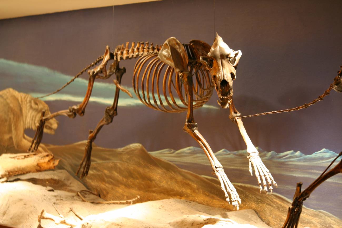 Esqueleto de 'Canis dirus' en el Museo George C. Page. / Wikipedia