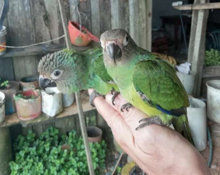 La mayor parte de las mascotas encontradas en el estudio eran loros, como estas loritas de pico negro. /  Pedro Romero Vidal