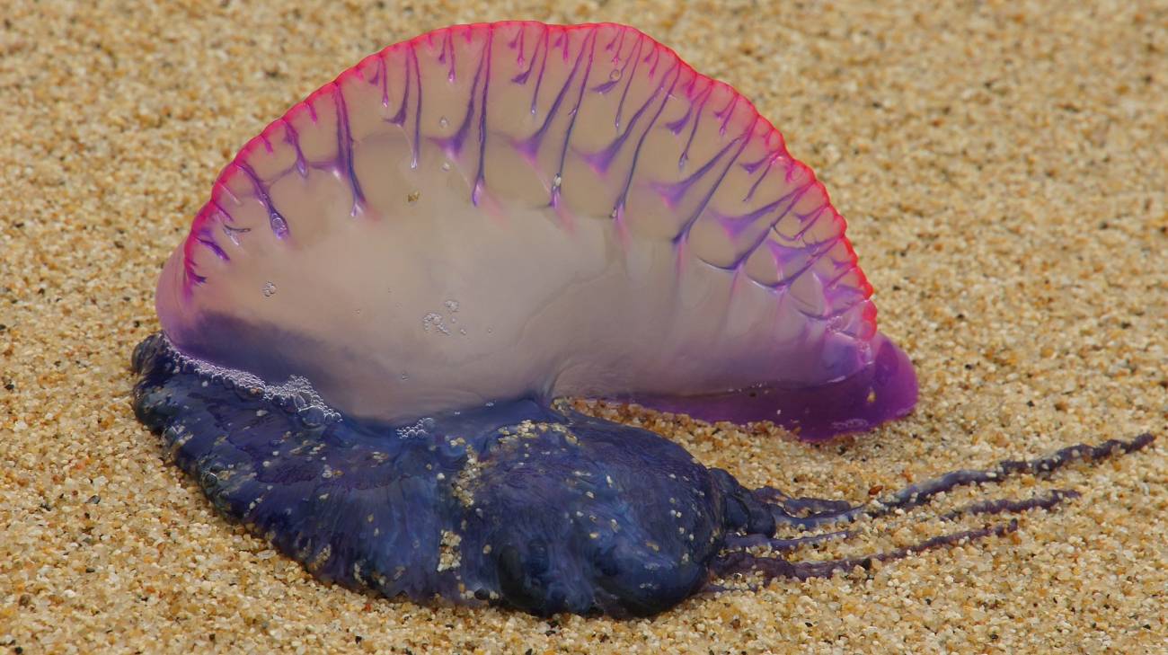 Carabela portuguesa