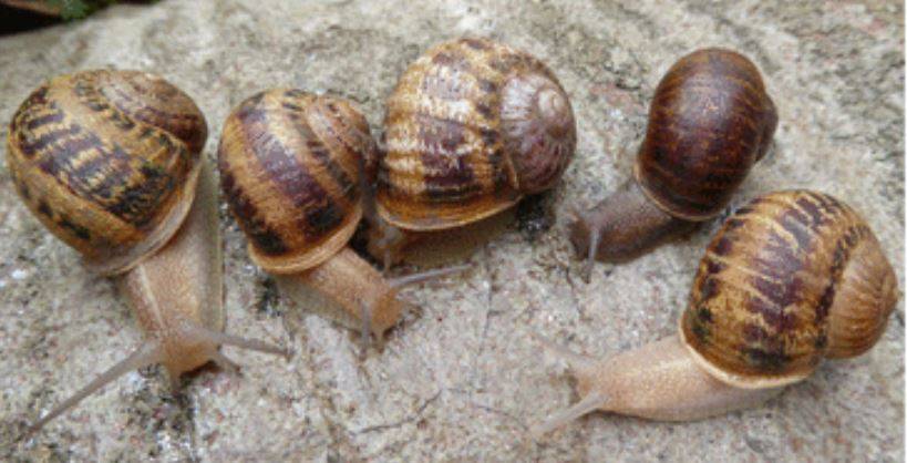 Caracoles españoles