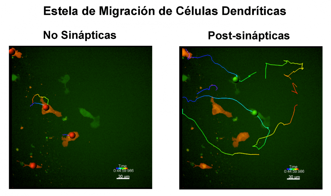 célula dendrítica