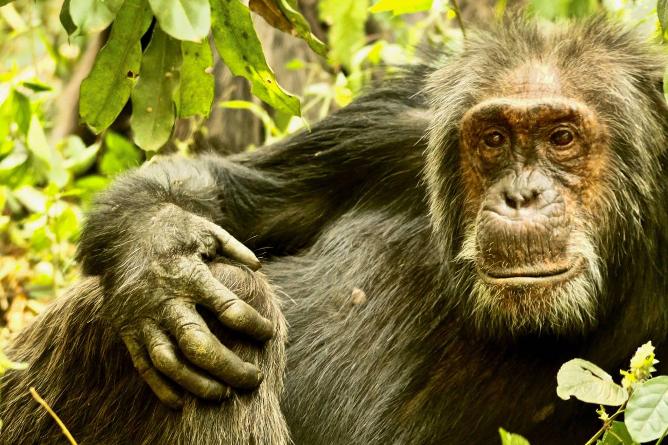 Chimpancé