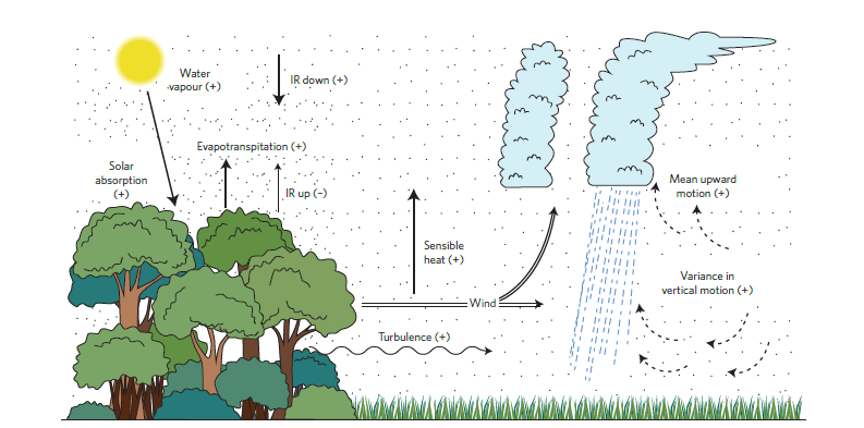 Dinámica atmosférica inducida por la frontera entre las zonas de bosque y sin masa forestal. /© 1984, American Meteorological Society