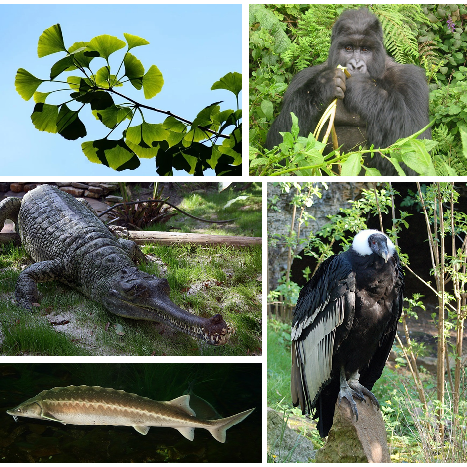 l ginko (Ginko biloba), el gorila occidental (Gorilla gorilla), el Ganges gavial (Gavialis gangeticus), el esturión europeo (Acipenser sturio) y el cóndor andino (Vulturus gryphus), están clasificados como especies en peligro de extinción por la UICN. Estas especies exhiben rasgos funcionales peculiares como gran tamaño, gran longevidad y madurez sexual tardía. Fotos CC-BY-SA.