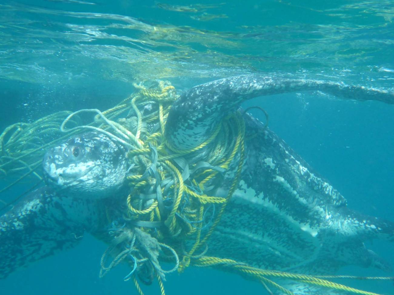 Una tortuga laúd arrastra cuerdas de pesca en el Caribe. / Kate Charles, Ocean Spirits
