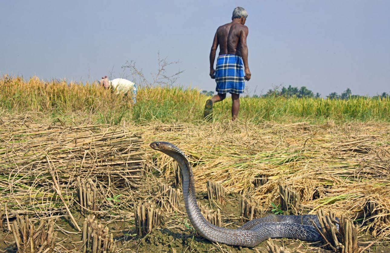 Cobra india