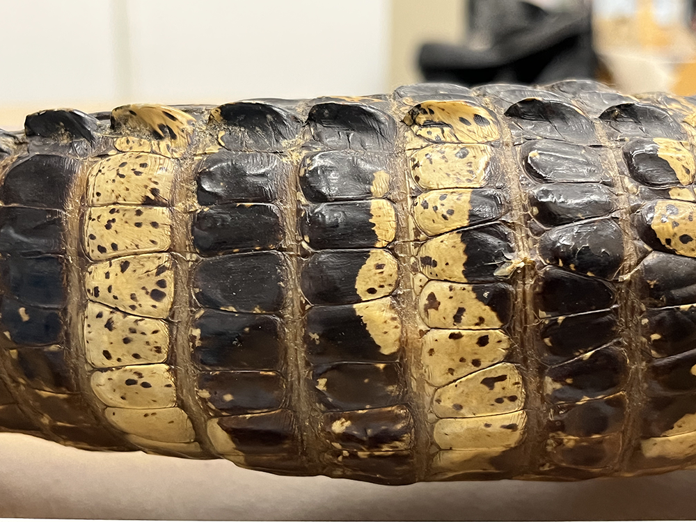 Detalle de la cola de un ejemplar de Alligator mississippiensis de las colecciones del Museu de Ciències Naturals de Barcelona que muestra diferentes bandas de coloración. / Óscar Castillo