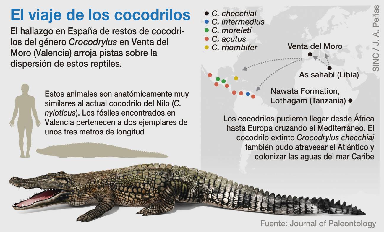 Cocodrilo