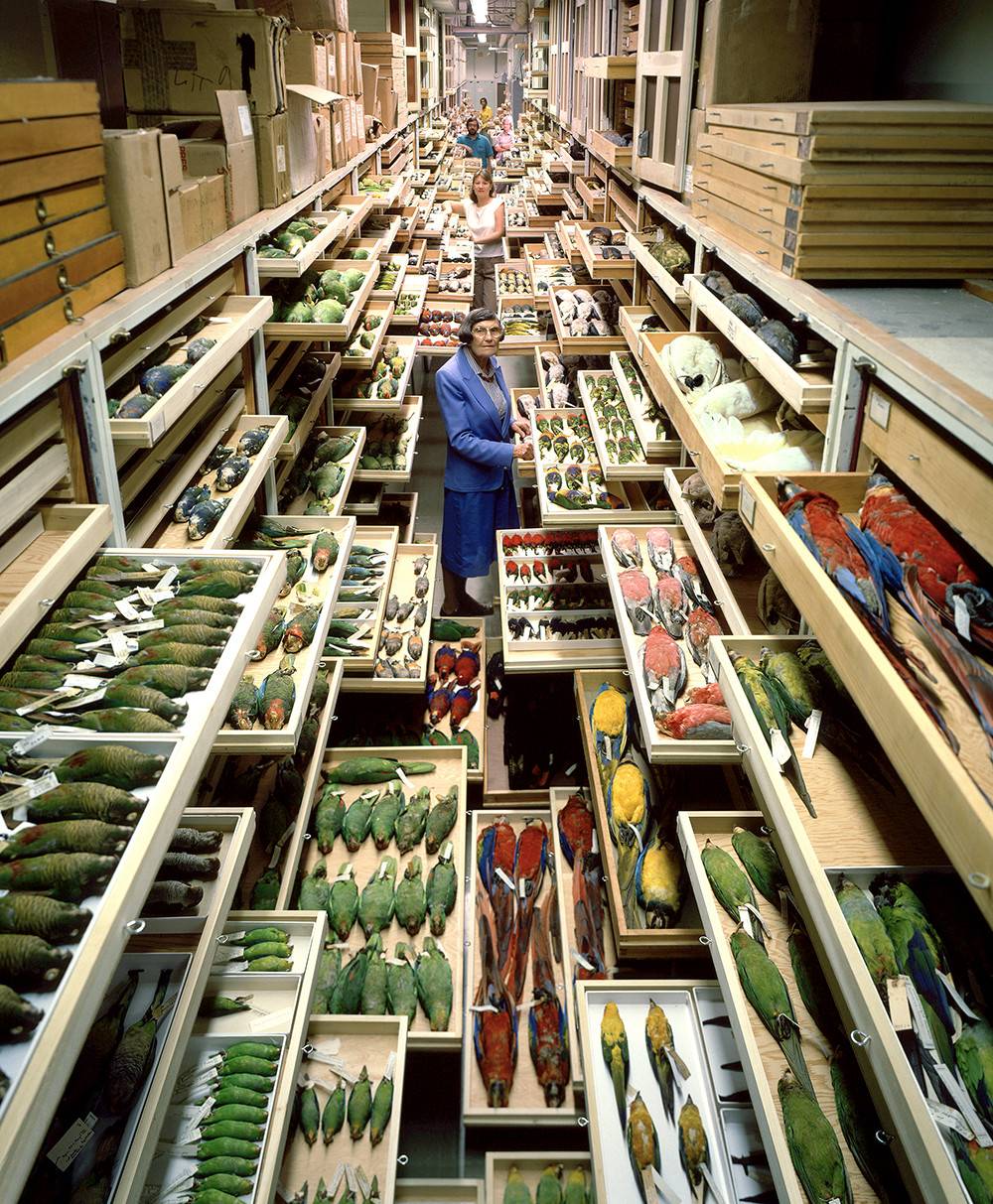 Colección de aves