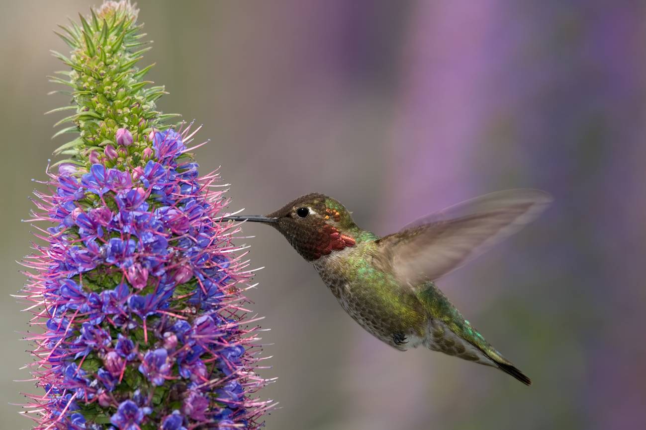 Colibrí
