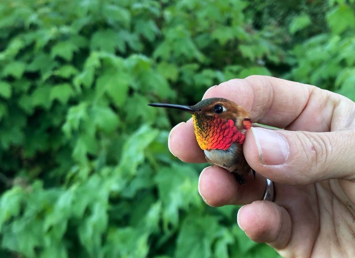 Colibrí