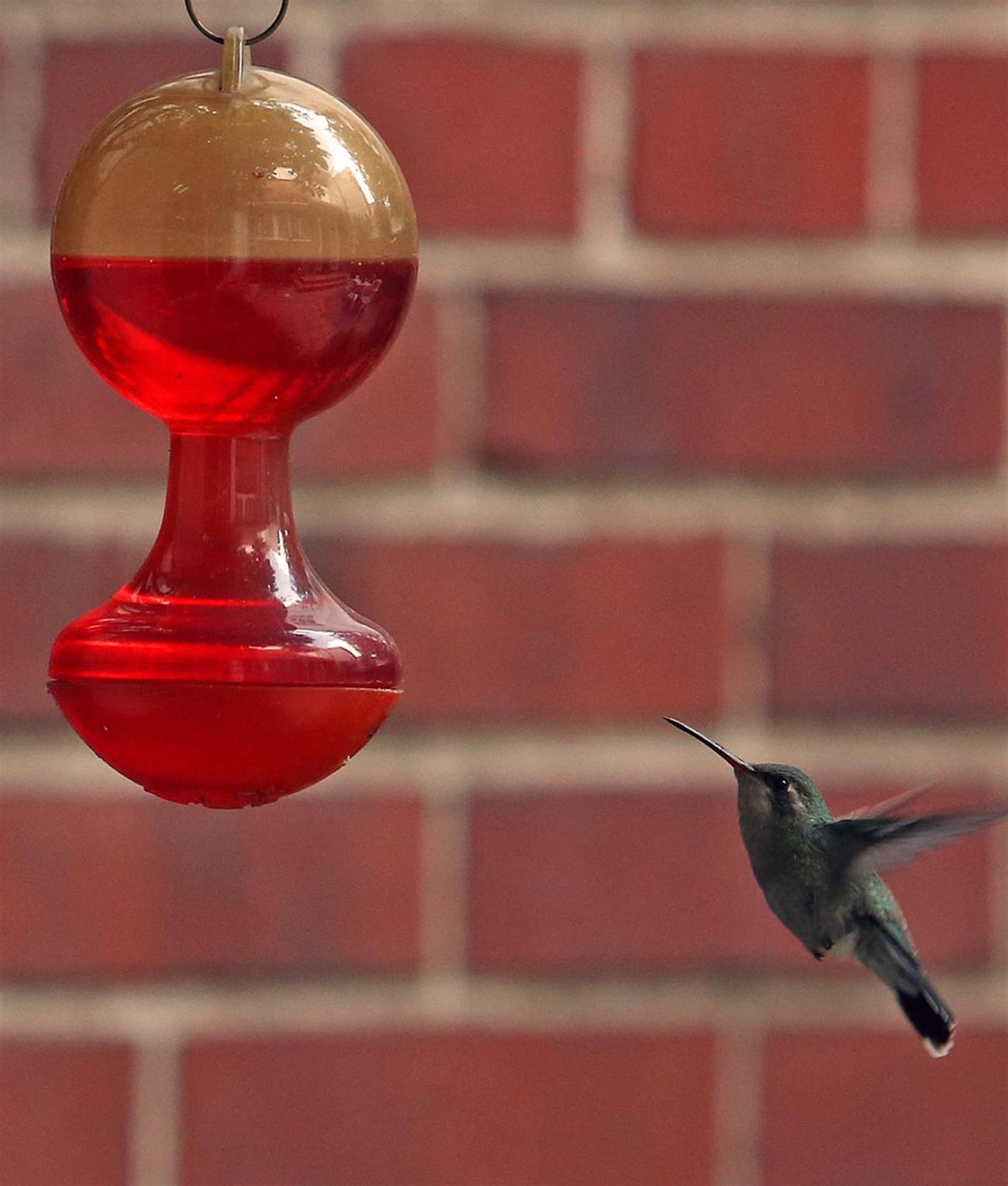 un ejemplar de colibrí mientras vuela, en Ciudad de México. / EFE/Alejandro Cruz