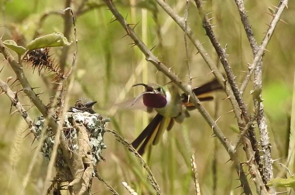 Colibríes en su nido. / Fernando González García