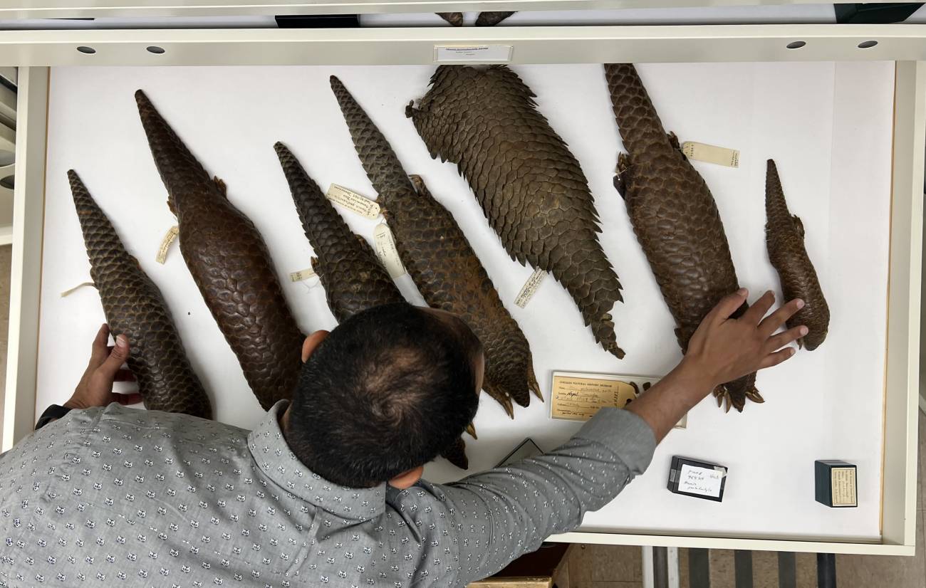 Anderson Feijó, coautor del estudio, con pangolines en las colecciones del Field Museum. / Bella Koscal, Field Museum