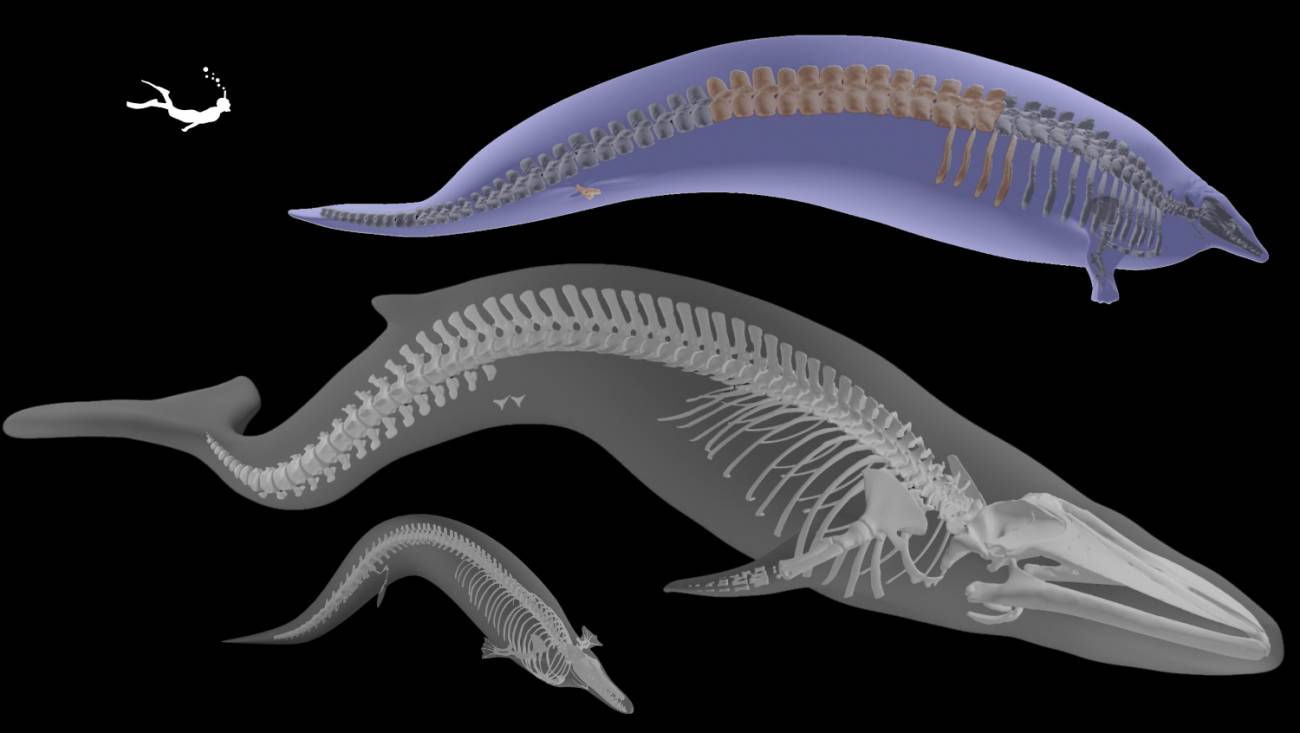 Modelo 3D