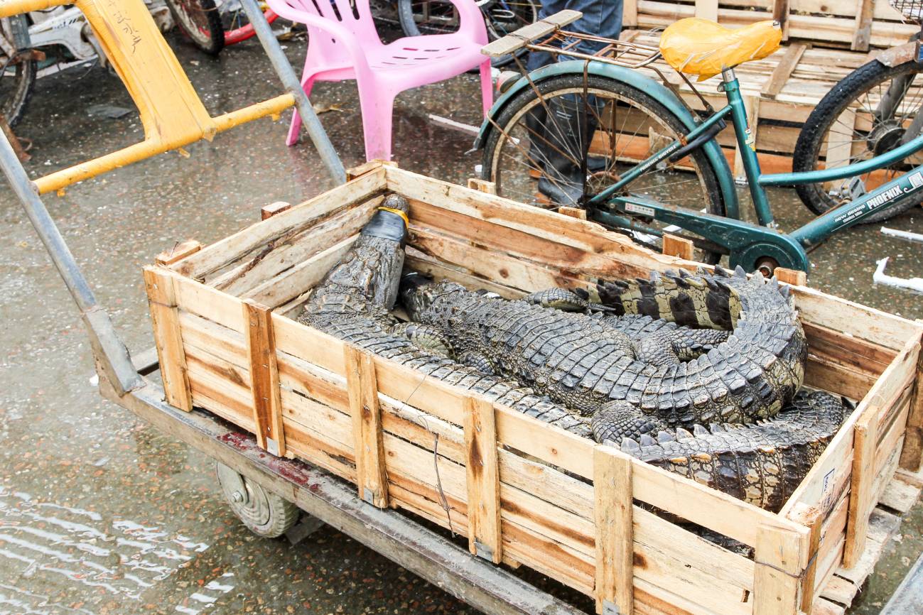 Típico comercio de peces y cocodrilos en Guangzhou, China