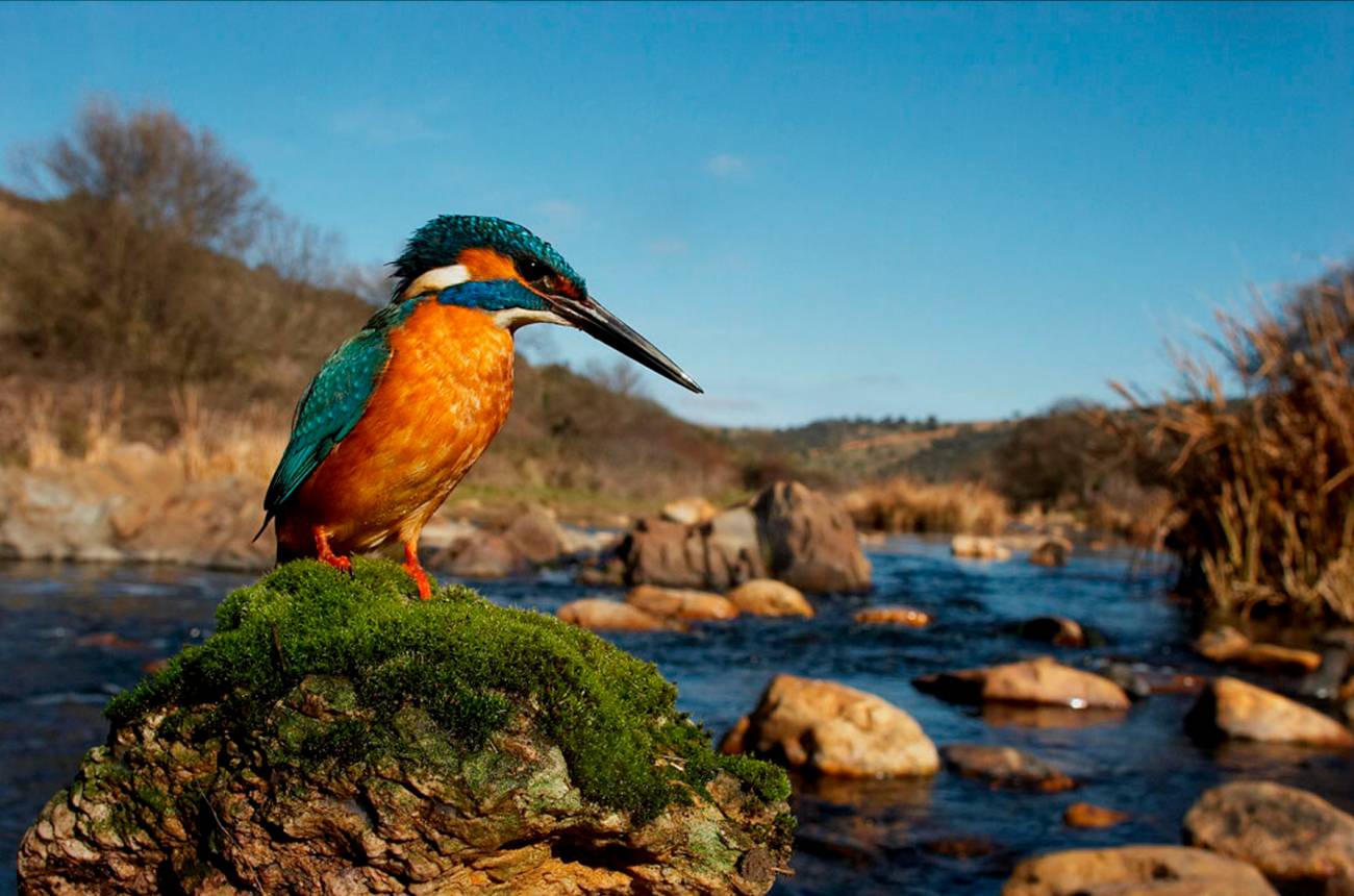 Martín pescador común ('Alcedo atthis'). / Rafael Palomo