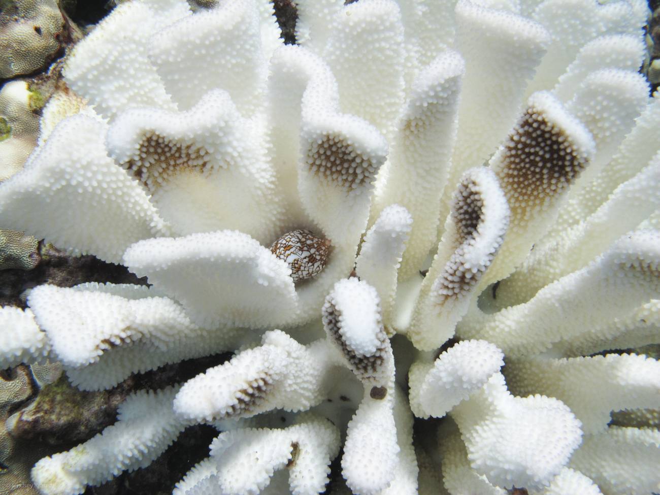 Blanqueamiento de coral en el oeste de Hawái, 2015. / Lindsey Kramer / Hawaii Wildlife Fund
