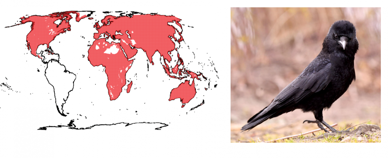 Distribución casi planetaria de los cuervos, género Corvus. / Miguel Vences