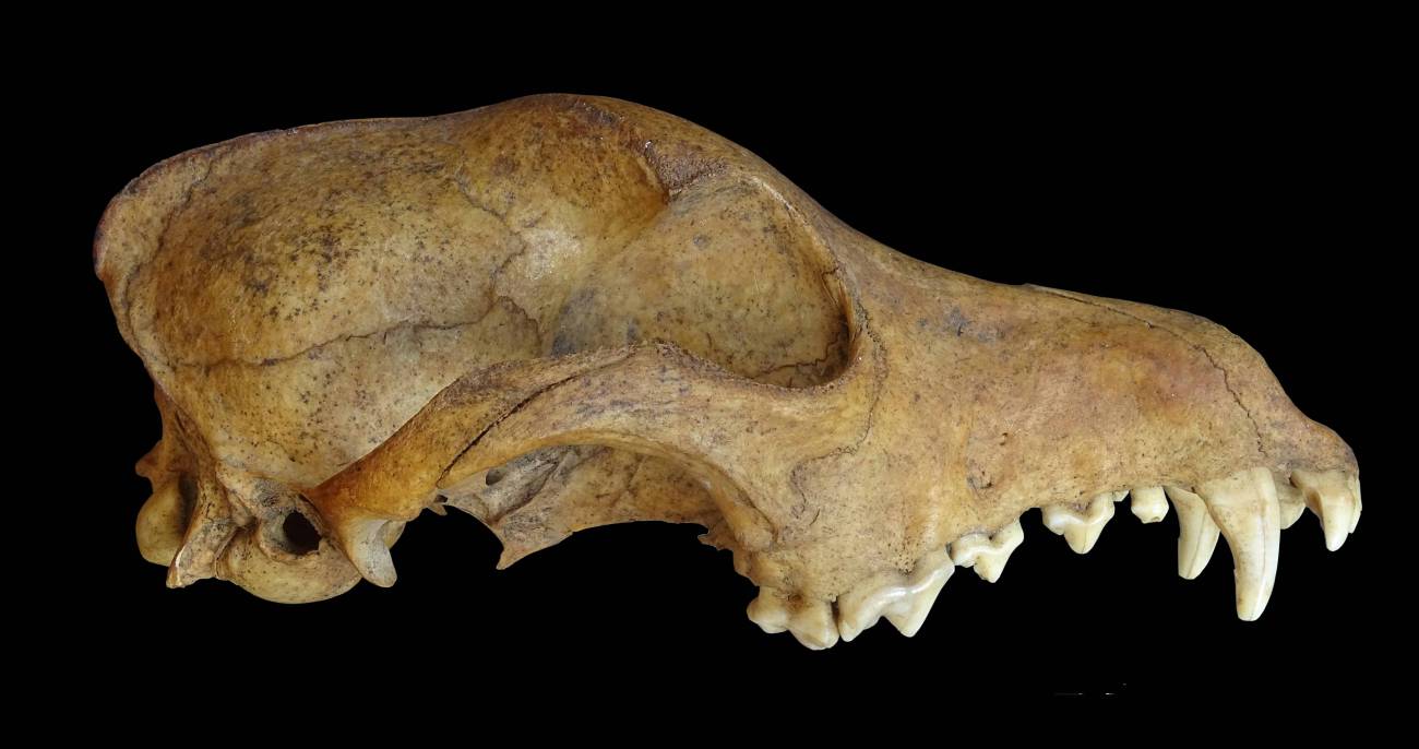 Cráneo de un perro enterrado  hace aproximadamente 500 años. Fue hallado en el sitio arqueológico Sierra Apas, Argentina. / Lucio González Venanzi
