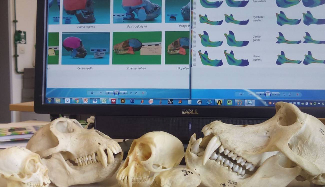 Cráneos de homininos
