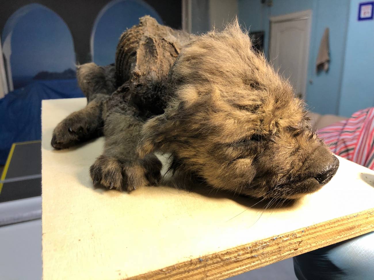 'Dogor', un cachorro de lobo de 18.000 años procedente de Yakutia que se incluyó en el estudio. / Sergey Fedorov