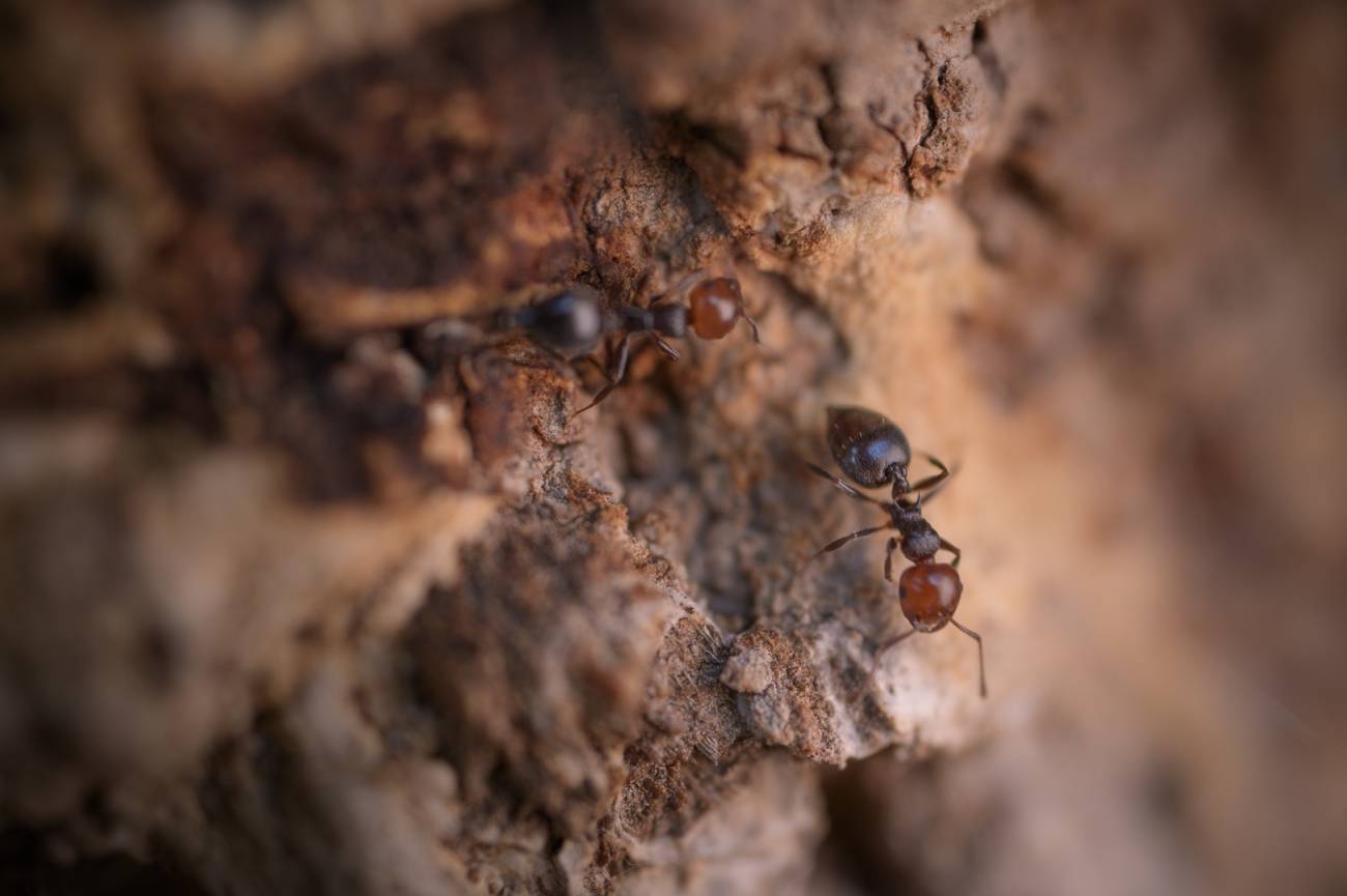 Las hormigas autóctonas abandonan los alcornoques invadidos por la hormiga argentina