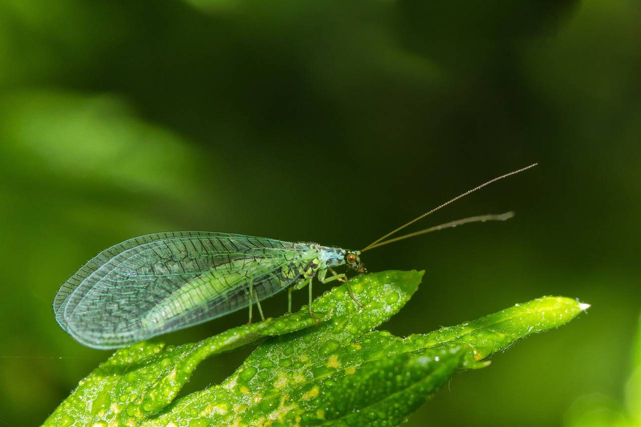 Crisopa verde, depredador de diferentes plagas. / Pixabay