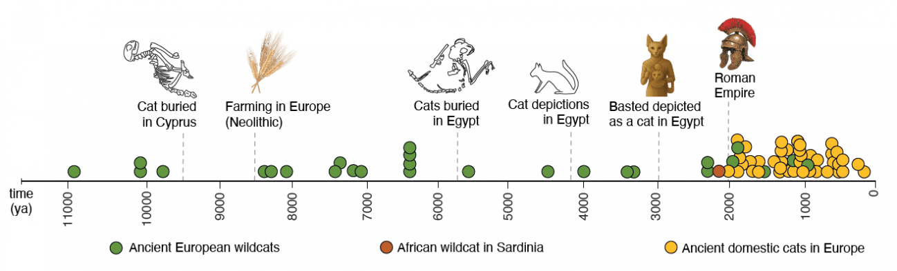 Cronología de la dispersión de los gatos. / ERC-Felix project