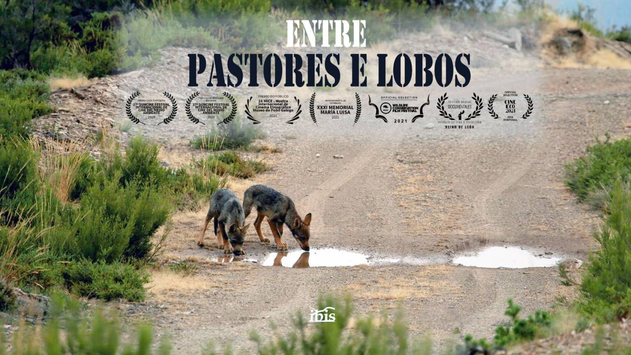 Documental "Entre pastores y lobos" / Ibis 2020