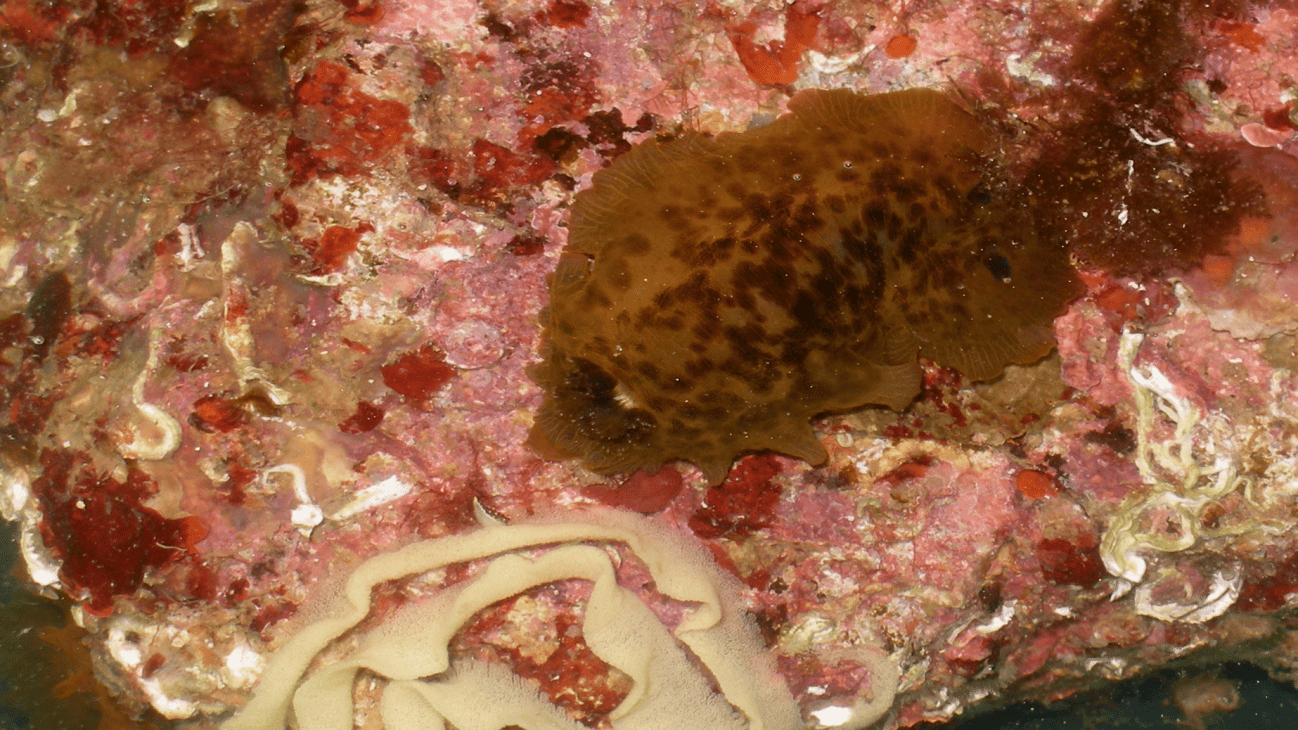 ‘Dendrodoris temarana’ en una roca bajo el agua. Foto cedida por Carles Galià-Camps