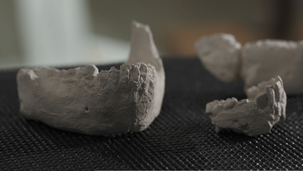 Réplica de mandíbulas asignadas a 'Australopithecus deyiremeda'. / Steve Filmer