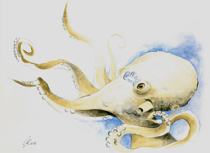 dibujo de un pulpo