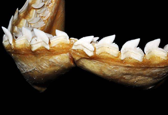 Dientes de tiburón tigre