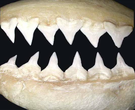 Dientes del tiburón toro