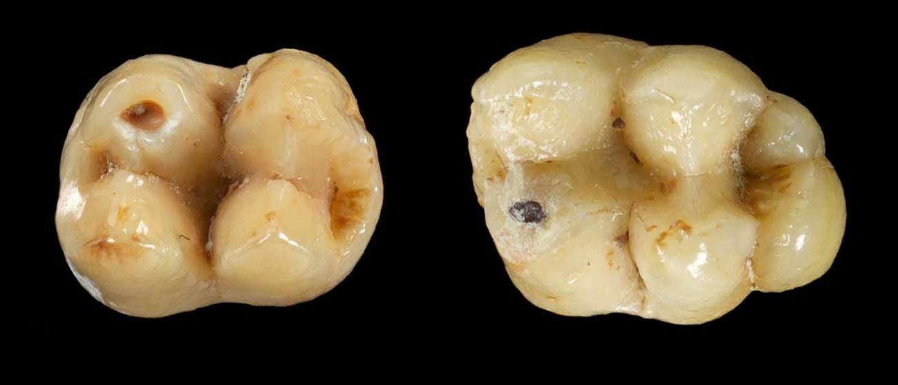 Dientes fósiles