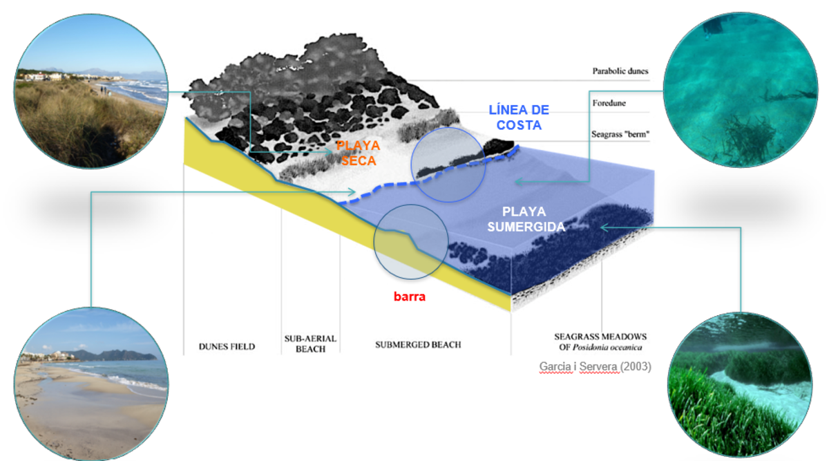Dinámica de la playa. / UIB
