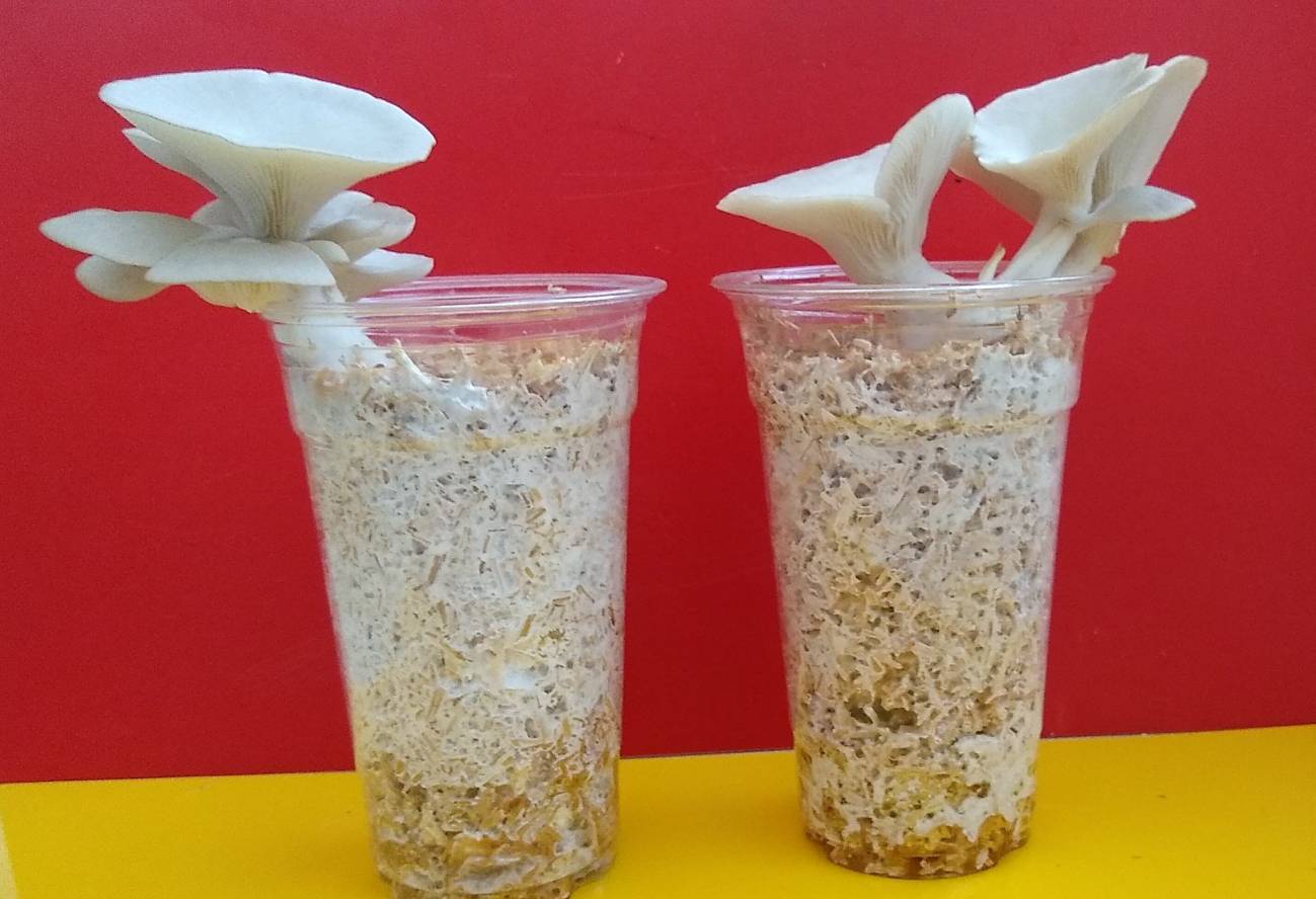 Montaje experimental preparado para medir cómo los hongos pueden almacenar y transmitir señales eléctricas, un fenómeno llamado memfracción. / Andrew Adamatzky