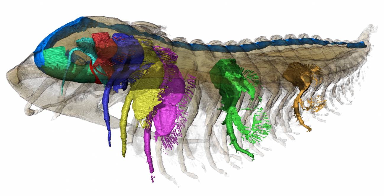 Vista lateral de la reconstrucción 3D renderizada con transparencia y mostrando la segmentación del aparato digestivo (azul), el hipostoma (verde), el labrum (rojo) y apéndices seleccionados. / © Arnaud Mazurier