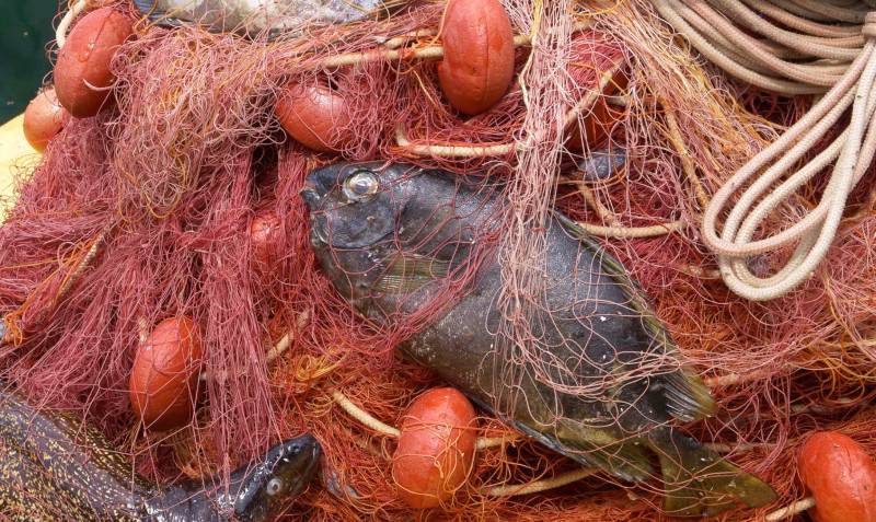 El aumento de temperaturas en el mar acelera la llegada de especies exóticas, con carácter invasivo. / Ernesto Azzurro