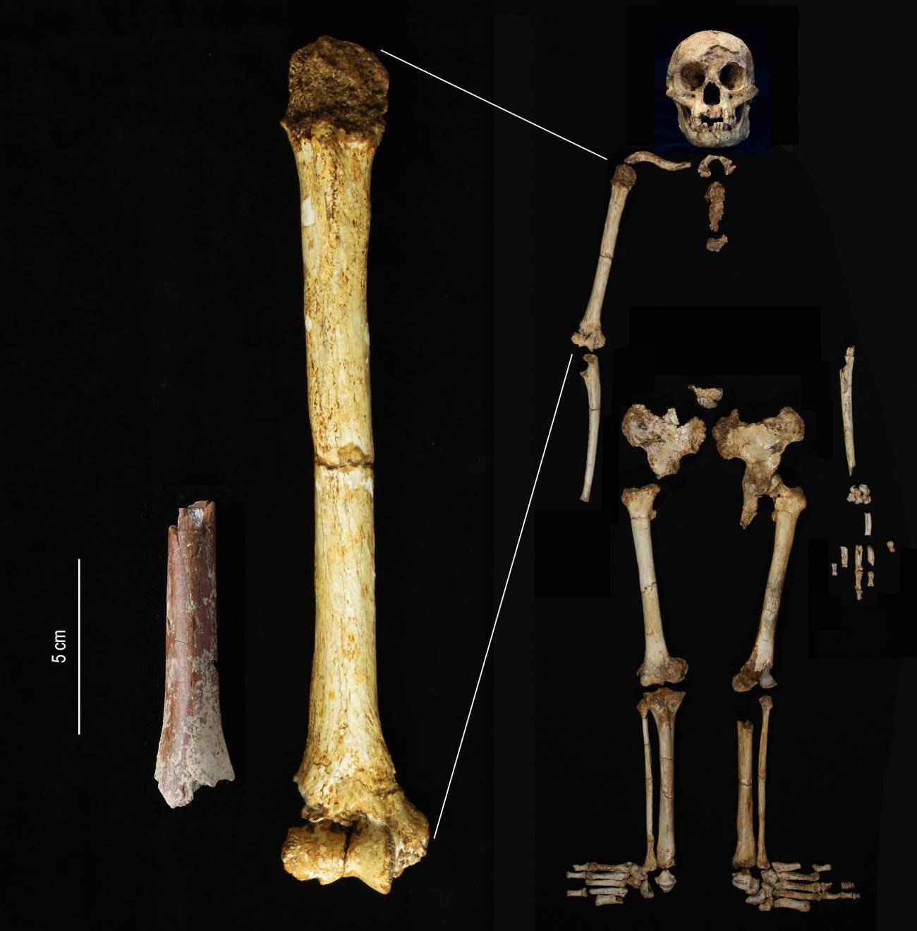 El fragmento de húmero de Mata Menge (izquierda) mostrado a la misma escala que el húmero de Homo floresiensis de Liang Bua. / Yousuke Kaifu