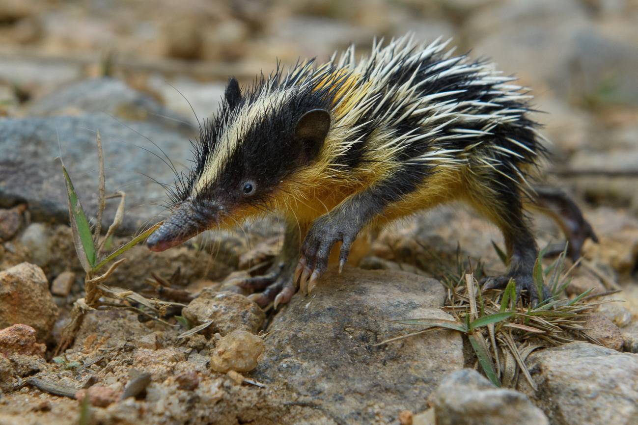 El Hemicentetes semispinosus es una especie de tenrec, un animal endémico de Madgascar. / Chien C. Lee