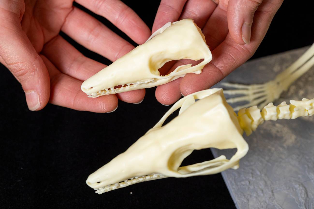 Elsa Panciroli, de los Museos Nacionales de Escocia, con modelos ampliados e impresos en 3D de esqueletos de krusatodon kirtlingtonesis. / Duncan Mc Glynn
