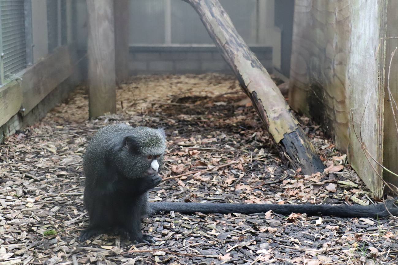 Emaré, una hembra de cercopiteco de nariz blanca rescatada en Sitges. / AAP