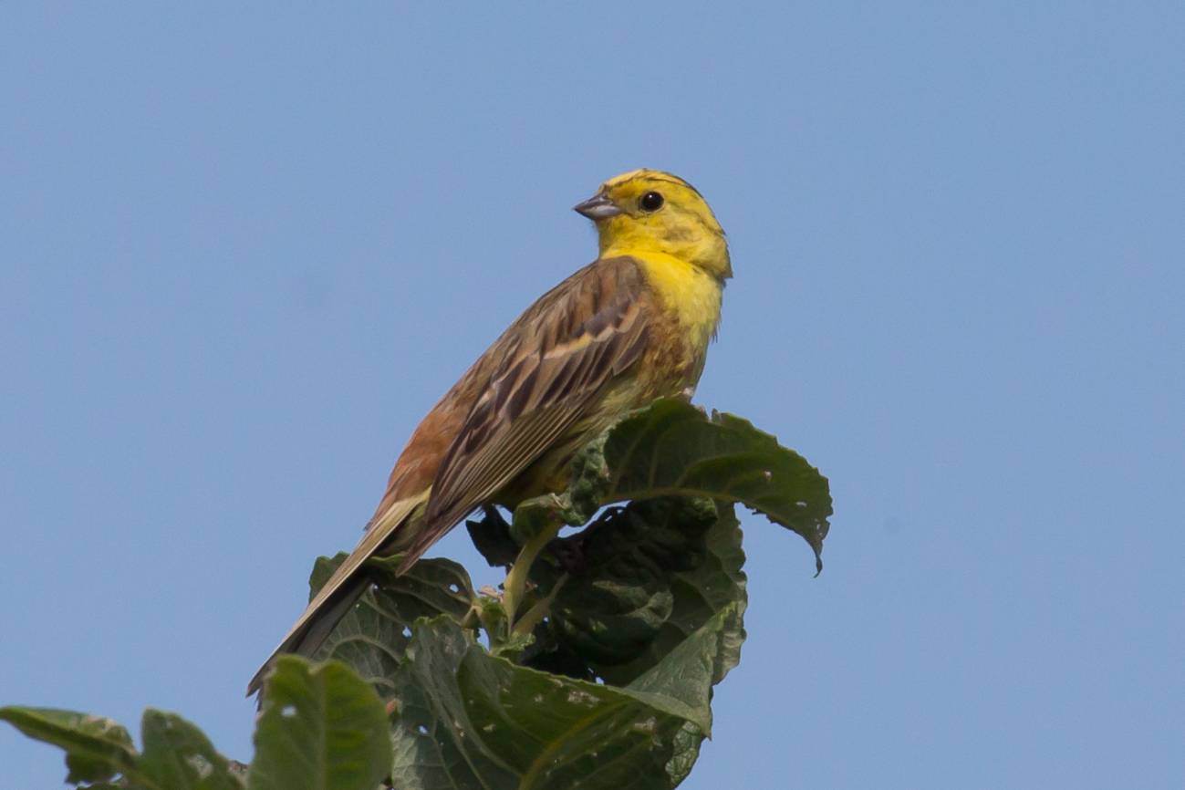 Embreriza citrinella
