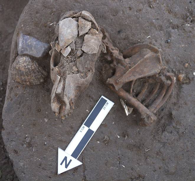 Entierro de perro de aproximadamente 800 años de antigüedad recuperado en el sitio arqueológico El Olivar, Chile. / Paola González