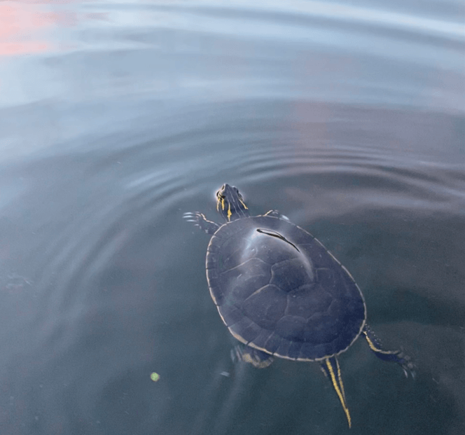 especie de tortuga de agua dulce